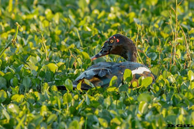 PATO CRIOLLO (Cairina moschata) - Esteros del Iberá - ARGENTINA (Noviembre 2017)